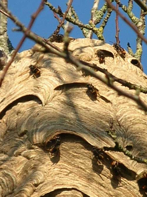 Photo_Asian-Hornet_Vespa-velutina-nigrithorax_ Frelon_asiatique_Showing-entrance-points-to-nest_France